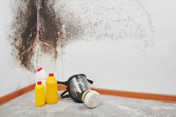Best Residential Mold Removal  in Lonoke, AR