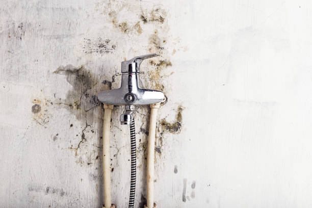 Best Toxic Mold Removal  in Lonoke, AR