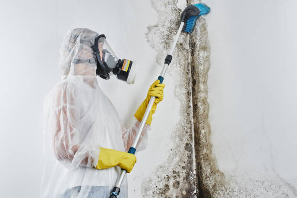 Professional Mold Removal in Lonoke, AR