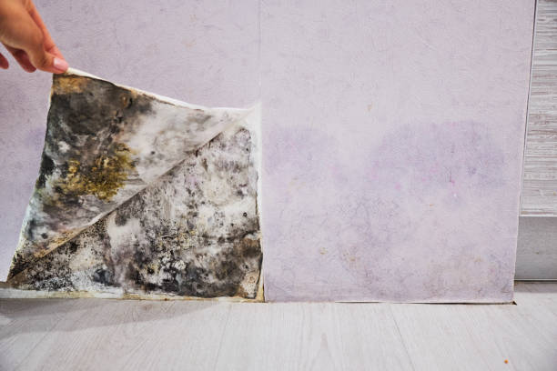 Best Fast Mold Removal  in Lonoke, AR